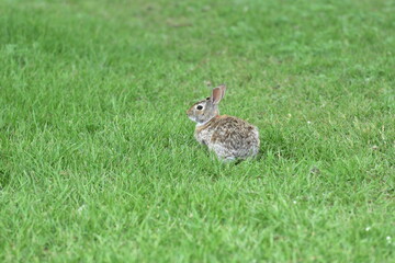 Rabbit relaxing in the grass
