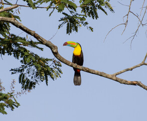Tucan caribeño