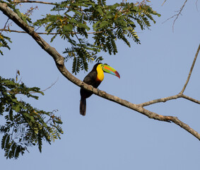 Tucan caribeño