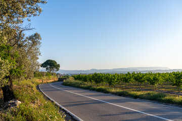 Scenic road curves through orchards under a clear sky.
