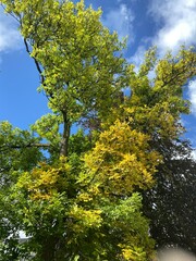trees in the park
