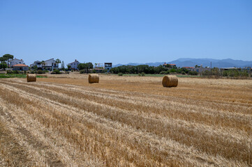 Fototapeta premium Round straw bales in a dry Mediterranean field with blue sky in Cyprus.