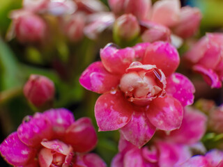 Macro photography of a flaming Katy flower wet
