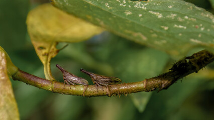 A row of  exotic lantana treehoppers on a branch
