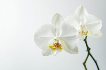 Obraz premium Delicate white orchid blossom against pure white backdrop, brightness, clean