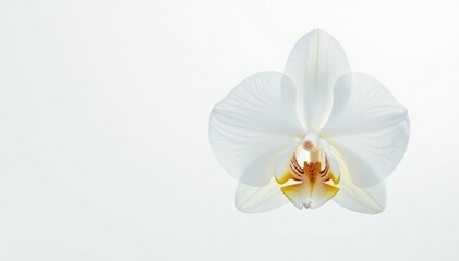 Delicate white orchid blossom against pure white backdrop, closeup, orchid, background