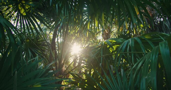 Sunlight shining through dense palm leaves in a tropical jungle forest