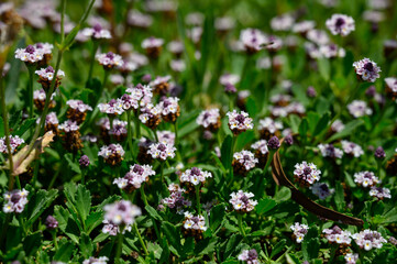Close-up of blooming white yarrow in the Mediterranean environment of Cyprus.