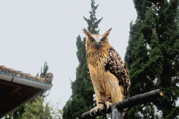 Mesmerizing Close-Up of a Buffy Fish Owl in the Wild Jungle