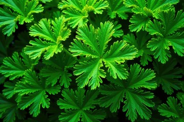 Intricate parsley leaf pattern, vibrant green hues, cooking, food, spring