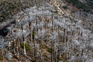 Bosque de Araucarias quemado, Reserva Nacional China Muerta