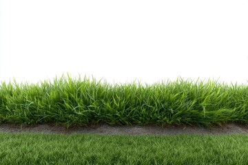 Lush green grass border top long blades bottom short Soil band inbetween white background
