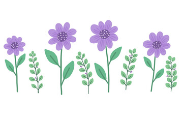 purple flowers isolated on white