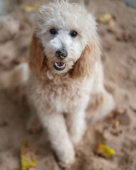 cute mini golden doodle puppy  sitting  at the beach with sand on his nose, smiling with teeth visible 