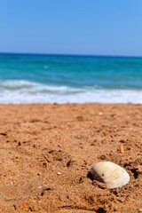 Beach photo by the sea, shells scattered along the shore in portugal.