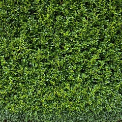 Obraz premium Lush green hedge trimmed neatly, cut out