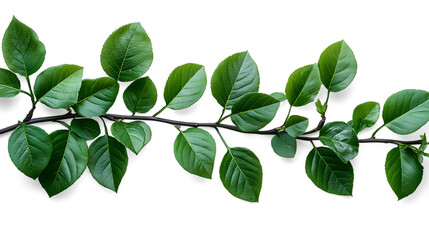 Fototapeta premium Fresh green leaves on a branch isolated on transparent background, showcasing vibrant foliage and natural details