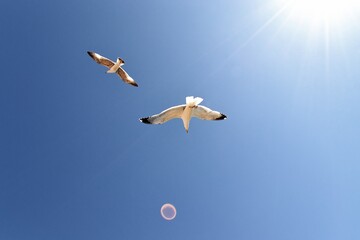 Two seagulls soar in the air above Barcelona.