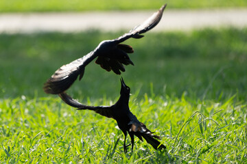 Two Great-Tailed Grackles fights