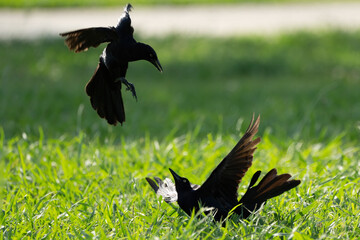 Two Great-Tailed Grackles fights