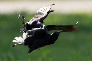 Two Great-Tailed Grackles fights