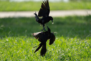 Two Great-Tailed Grackles fights
