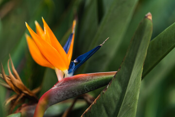 Vivid flower closeup for botanical or nature themes. For educational, decorative, or gardening content.