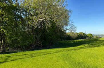 A lush green meadow stretches out under a clear blue sky, bordered by a line of trees with dense...