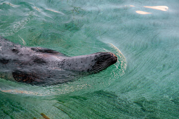 Seal captured mid-swim in natural habitat