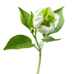 White Flower with Green Leaves on Black Background