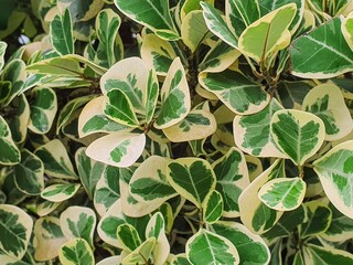 green leaves background