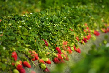 Obraz premium Greenhouse farms in state of Jijel, Algeria, growing vegetables cultivation in Africa, agriculture in North Africa, planting fresh vegetables, vegetable production in greenhouses, glasshouse hothouse.