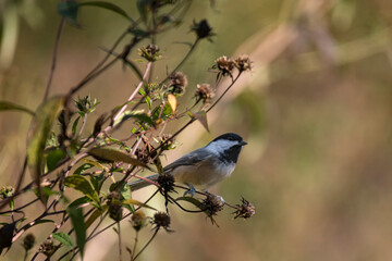 The black-capped chickadee (Poecile atricapillus)