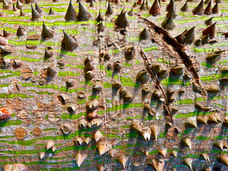 bottom of the trunk of a Bombacopsis quinatum, known affectionately as pochote