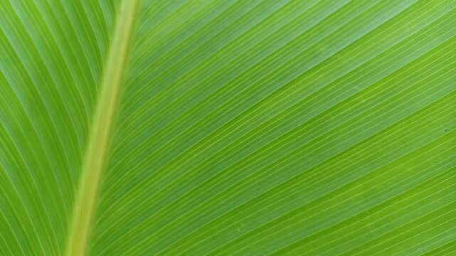 Close-up of a Vibrant Green Leaf with Parallel Veins
