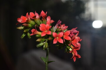 kalanchoe red