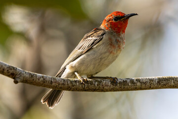 A Scarlet Honeyeater perched on a branch