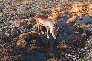 Wild reindeer drinking clear water from a brook © Giammarco Figus