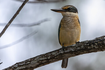 A Sacred Kingfisher perched on a branch
