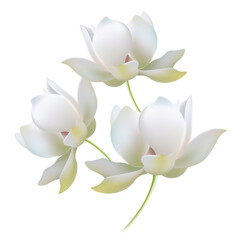 Obraz premium White gold lilies open buds realistic vector illustration composition. Flowers with stem, view from side, different angle to eye. Delicate glowing shade petals, finest color transition