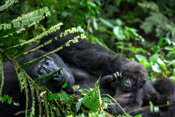 Gorilla Mother and Baby Bwindi Impenetrable Forest National Park Uganda