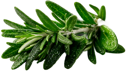 Fresh Rosemary Sprig Culinary Herb Green Leaves Food Photography Ingredient Close Up