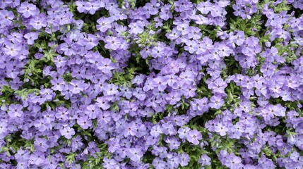 Vibrant Purple Flower Bloom Closeup Photography
