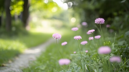 Pink Flowers Blooming in Sunny Meadow Path
