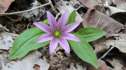 Stunning Purple Wood Sorrel Flower Blooming on Forest Floor