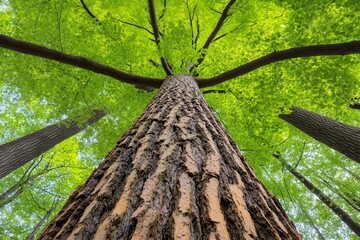 Majestic Giant Tree in Lush Spring Forest Canopy