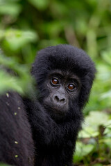 Obraz premium Gorilla Baby Bwindi Impenetrable Forest National Park Uganda