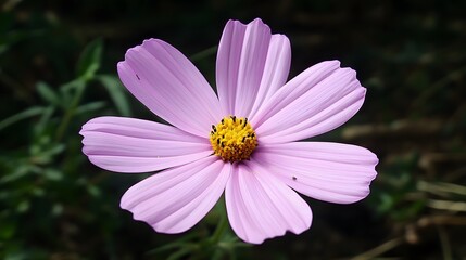 Obraz premium Closeup Pink Cosmos Flower Petals Bloom Nature