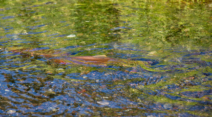 Rainbow Trout Spawning in Yellowstone