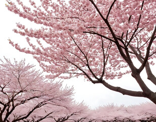 Stunning Pink Cherry Blossoms Fill the Spring Air